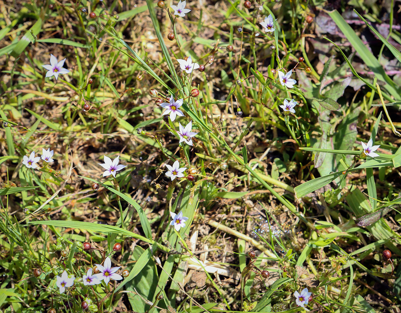 Изображение особи Sisyrinchium rosulatum.