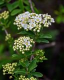 genus Spiraea. Часть ветви с распускающимися соцветиями и кормящимися насекомыми. Китай, пров. Шэньси, национальный парк \"Хуашань\", ≈ 2000 м н.у.м., опушка смешанного леса, скалистый склон. 02.06.2025.