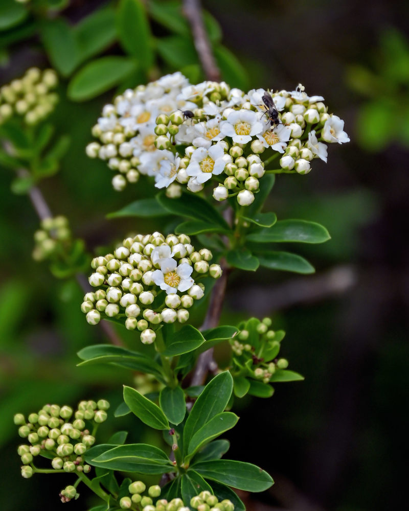 Image of Spiraea myrtilloides specimen.