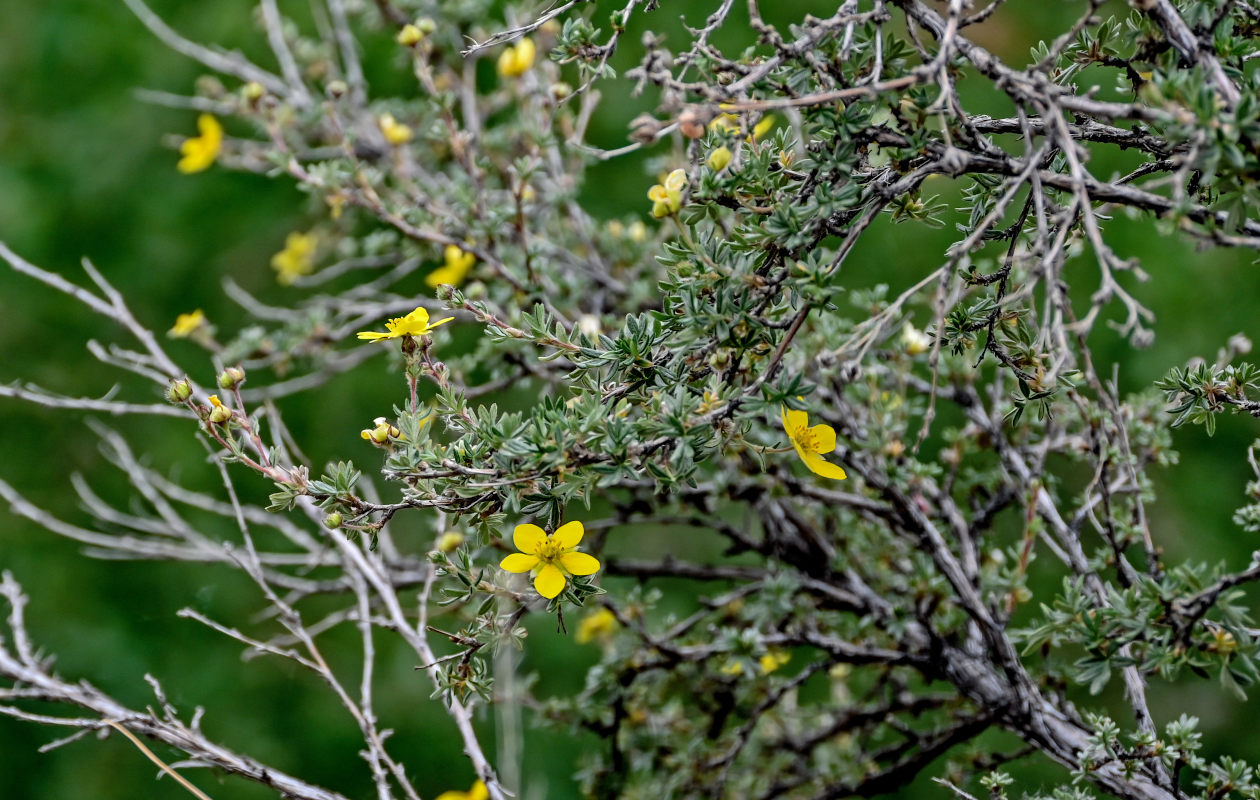 Image of Dasiphora parvifolia specimen.