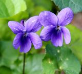 неопознанный вид. Цветки. Краснодарский край, г. Сочи, мкр-н Центральный. 02.03.2026.