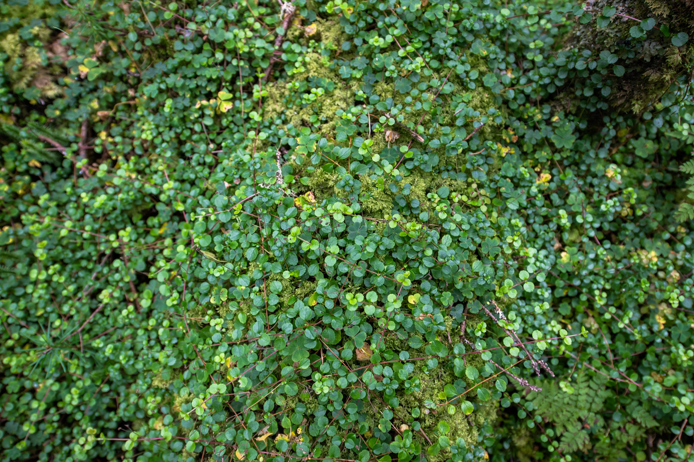 Изображение особи Linnaea borealis.