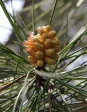 Pinus pinaster. Побег с микростробилами. Италия, Тоскана, Природный парк Маремма. 12.04.2011.