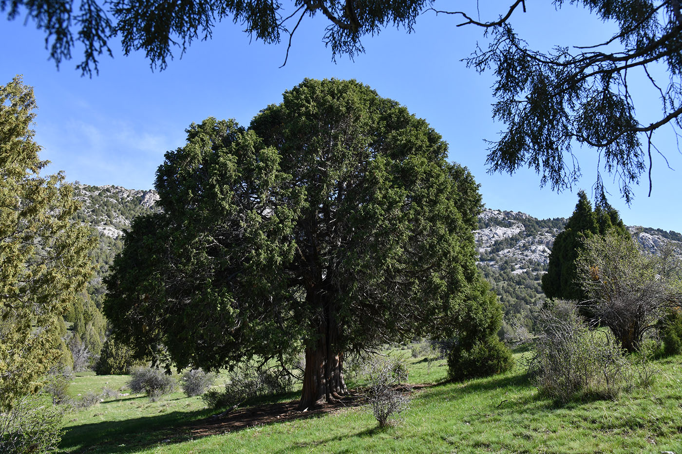 Image of Juniperus seravschanica specimen.