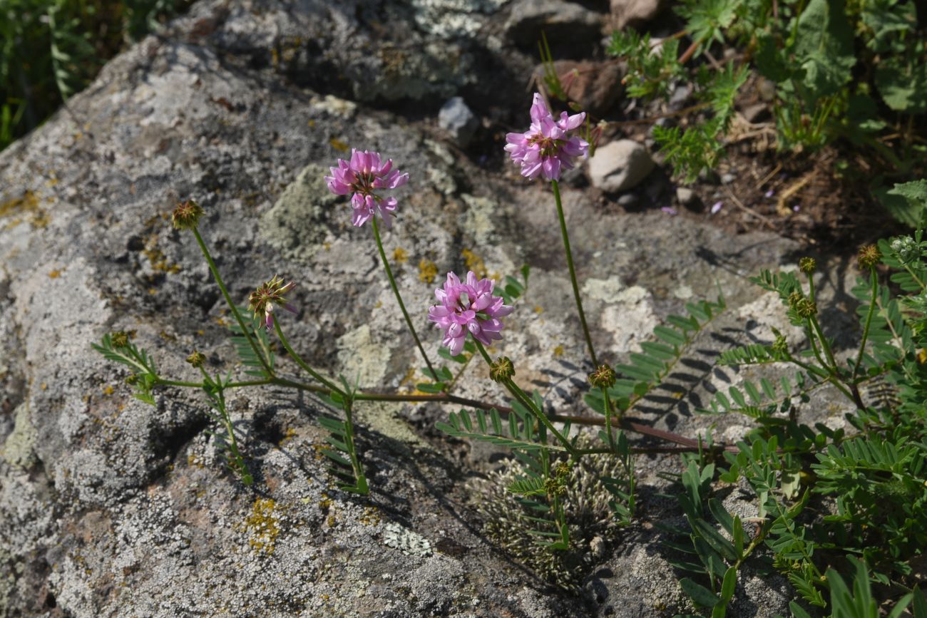 Image of Securigera varia specimen.