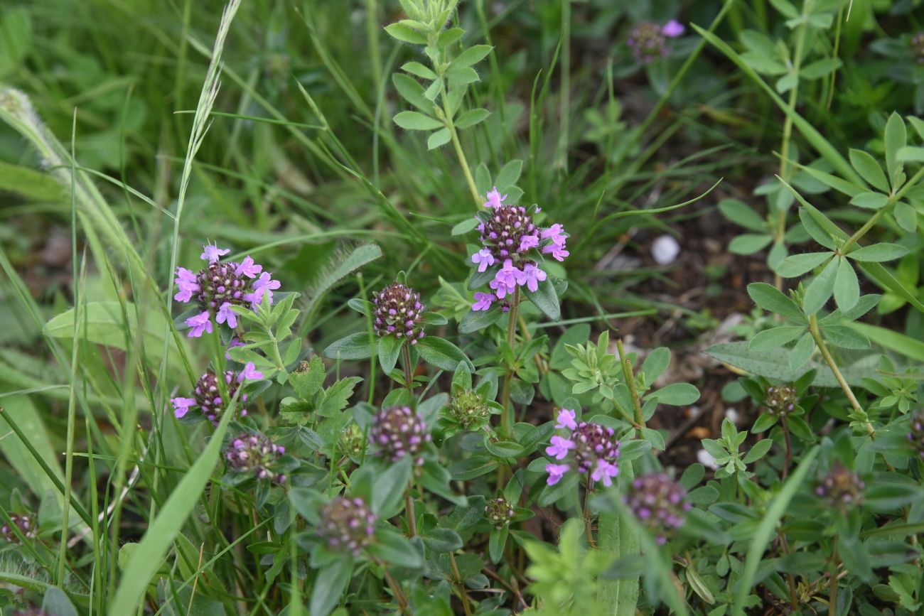 Image of genus Thymus specimen.