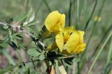 род Chamaecytisus