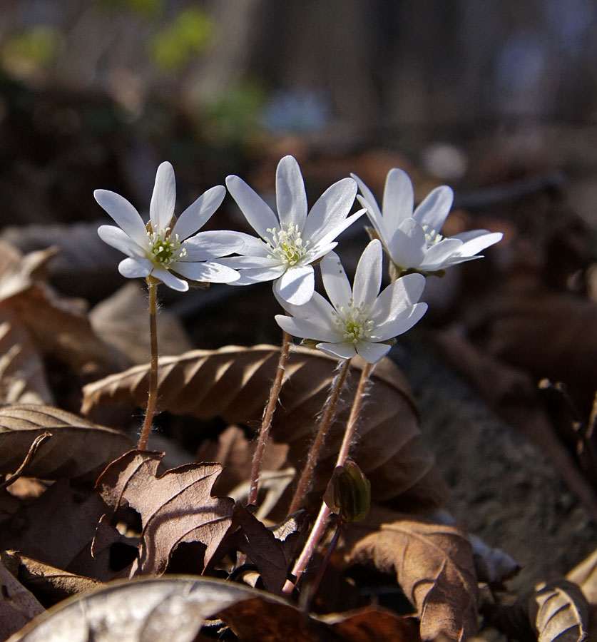 Image of Hepatica asiatica specimen.