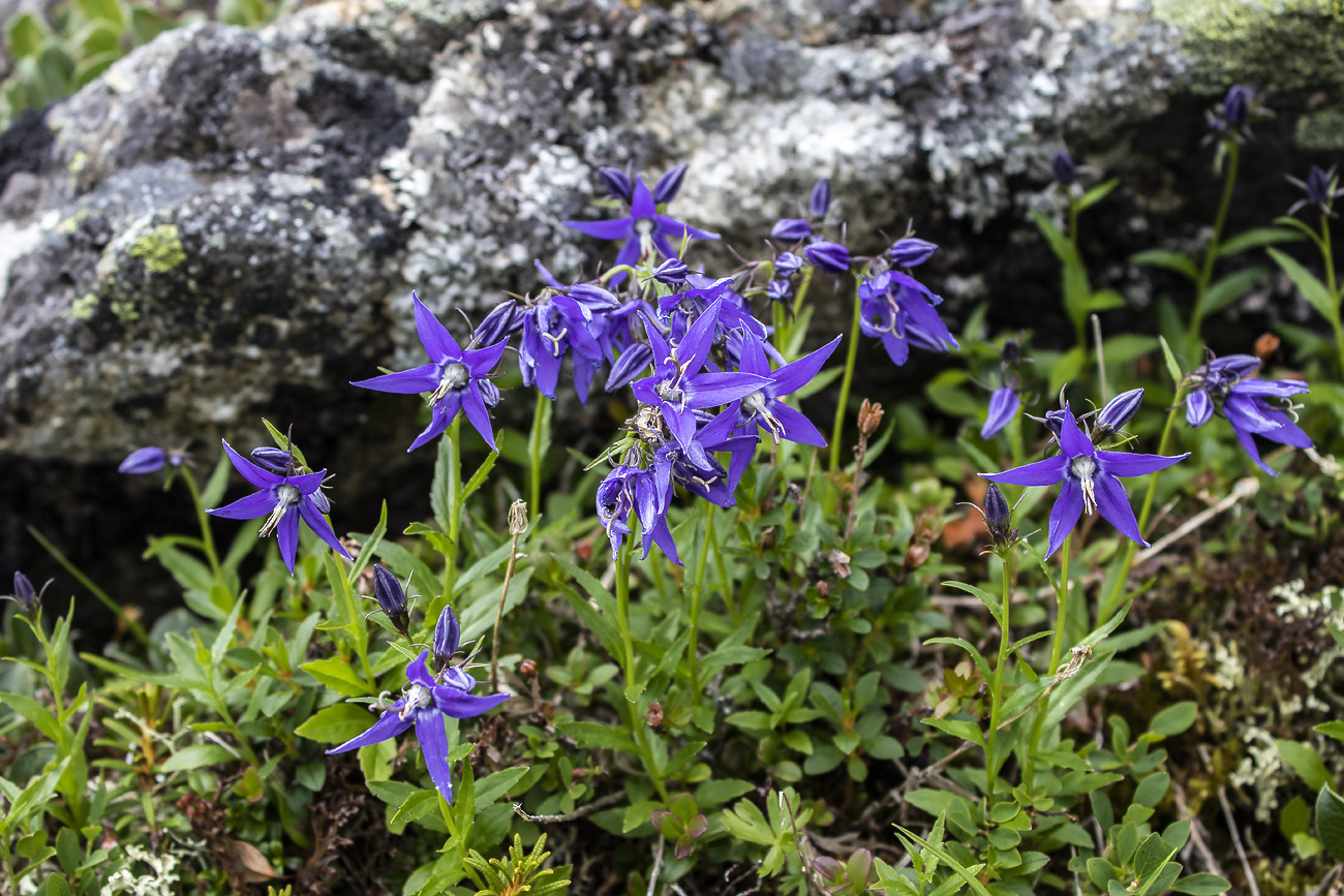 Изображение особи Popoviocodonia stenocarpa.