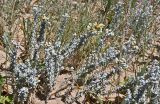 Otanthus maritimus