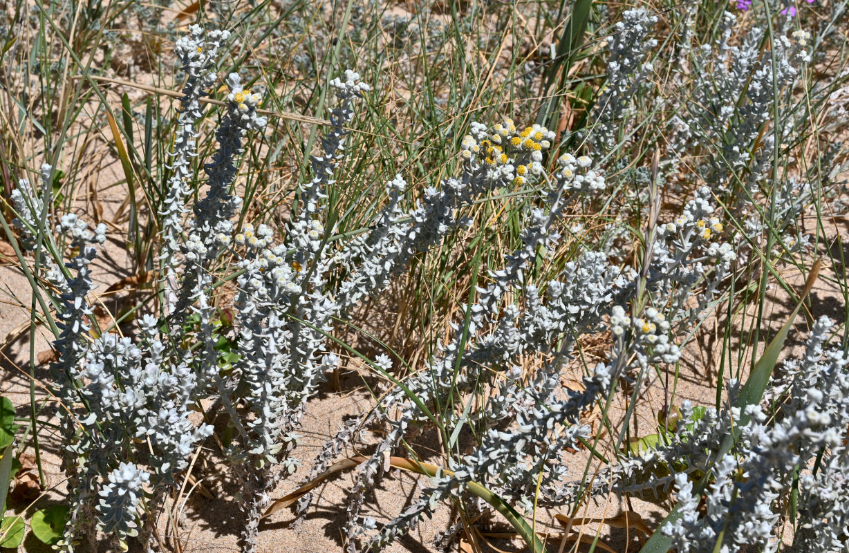 Image of Otanthus maritimus specimen.