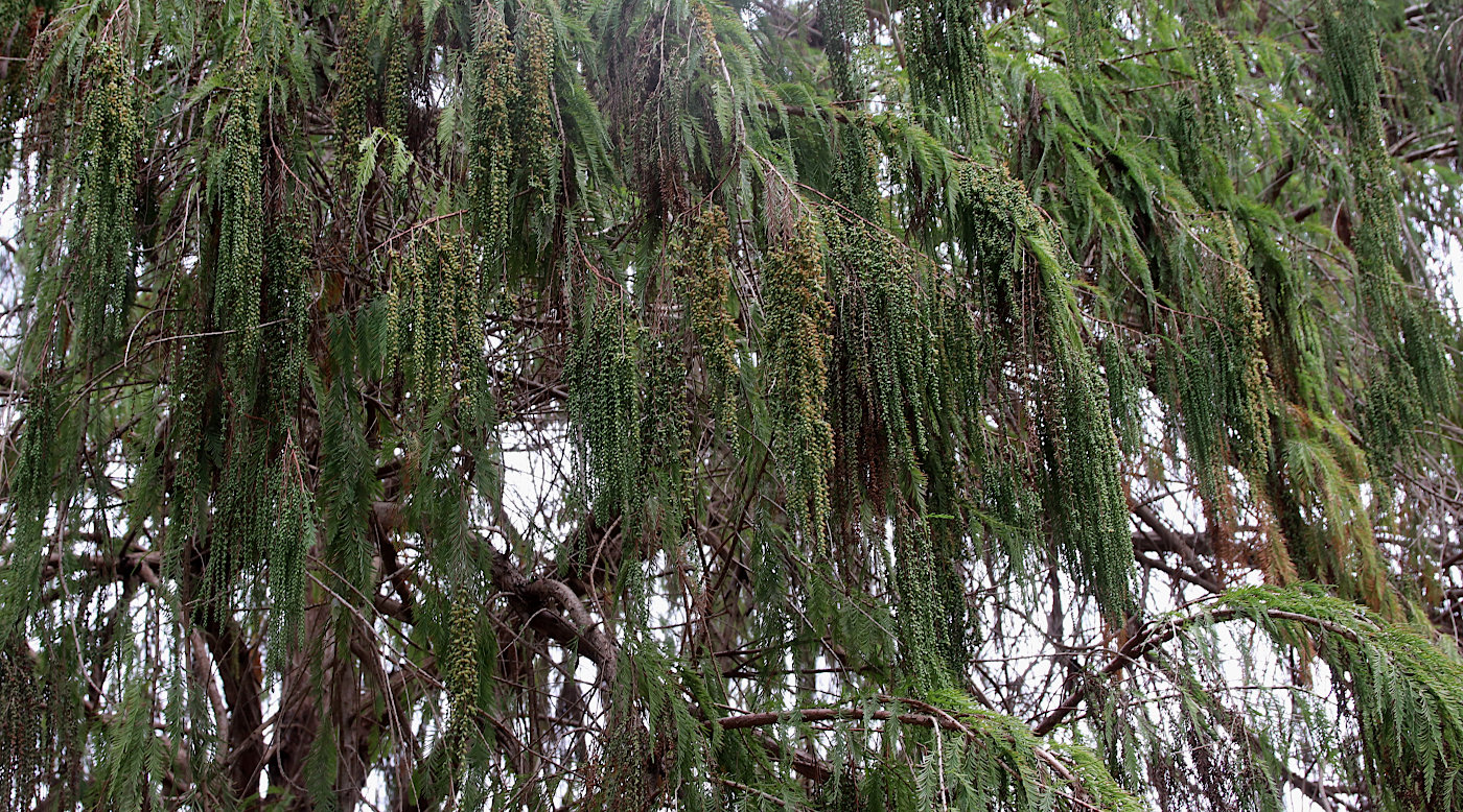 Image of Taxodium huegelii specimen.