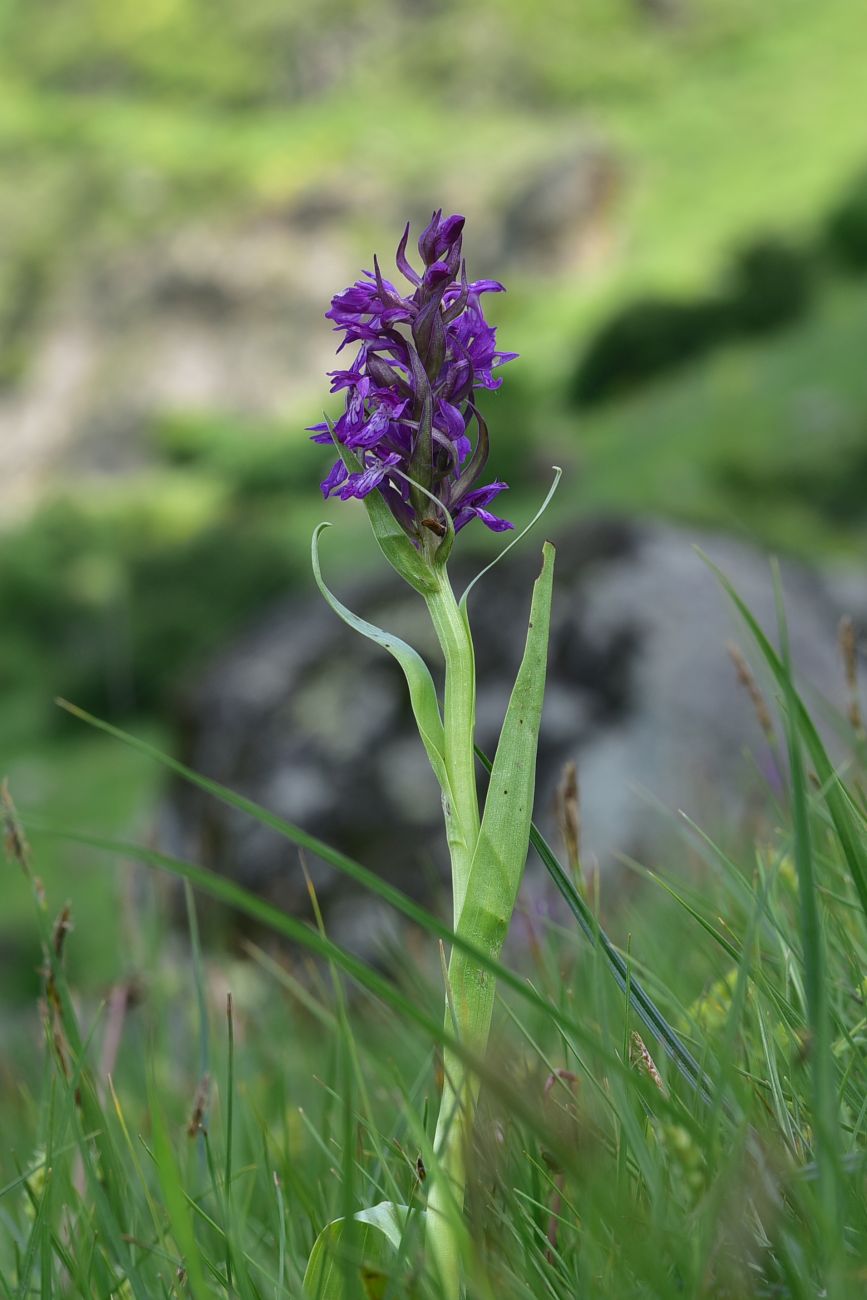 Image of Unknown species specimen.