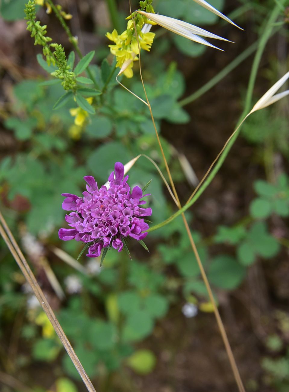 Image of Scabiosa crinita specimen.