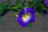 Convolvulus tricolor. Цветок и бутон (v.minor Кокарда голубой). Московская обл., Раменский р-н, окр. дер. Хрипань, садовый участок. 10.08.2026.