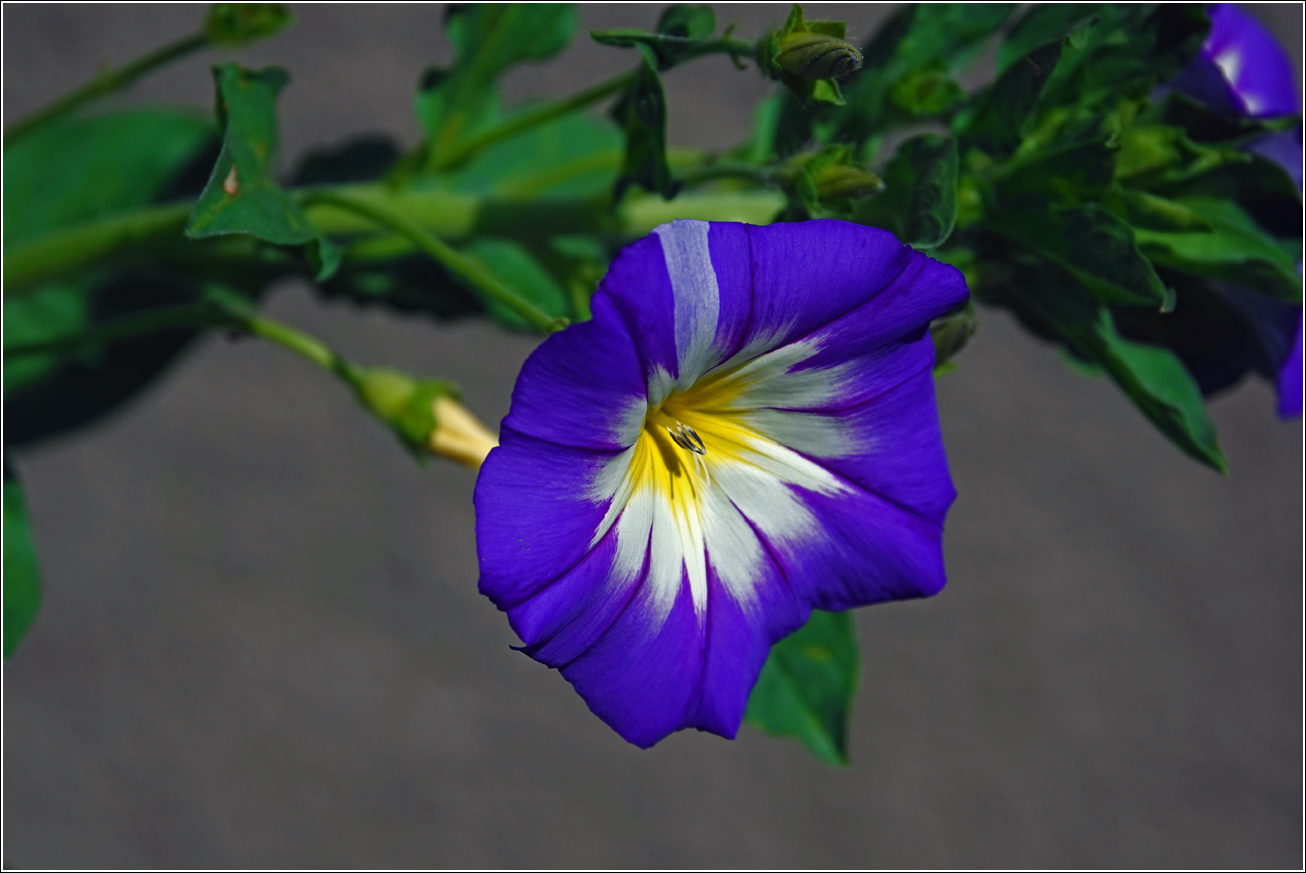 Image of Convolvulus tricolor specimen.