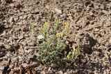 Scutellaria comosa
