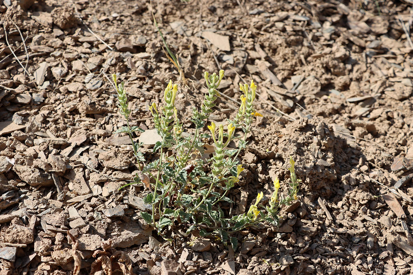 Image of Scutellaria comosa specimen.