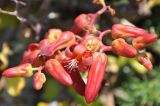 Tylecodon paniculatus. Соцветие с распустившимся цветком и бутонами. ЮАР, Западно-Капская пров., мыс Доброй Надежды, скалистый закустаренный склон, обрывающийся в океан. 27 ноября 2014 г.