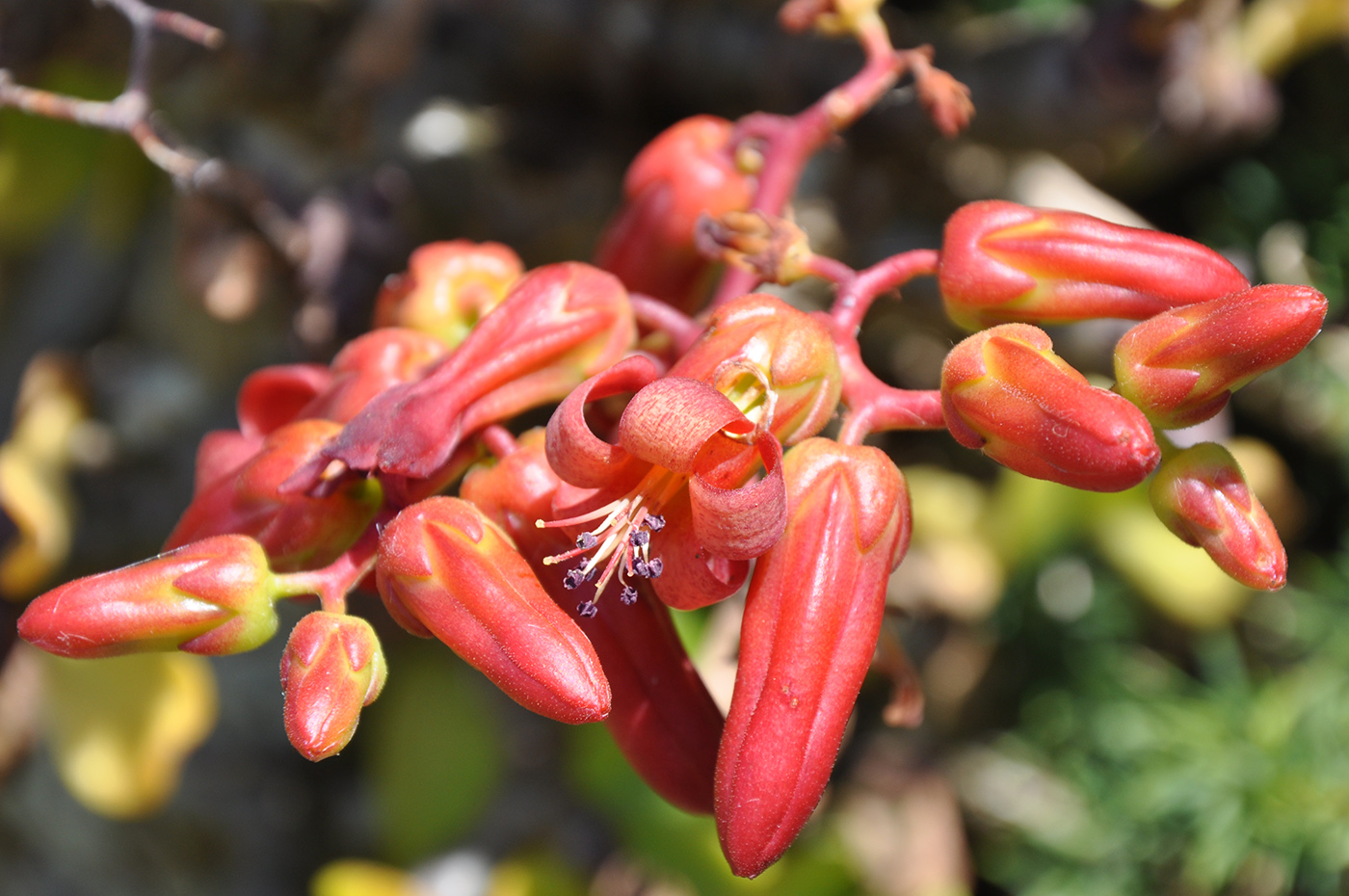 Изображение особи Tylecodon paniculatus.