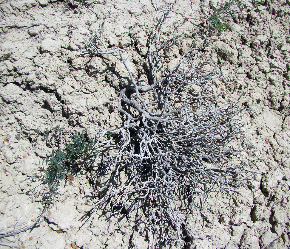 Image of Richteria sussamyrensis specimen.