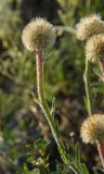 Aster serpentimontanus. Верхушка плодоносящего побега. Башкортостан, Абзелиловский р-н, Ташбулатовский сельсовет, хр. Кыктытау, задернованный каменистый склон. 11 июня 2025 г.