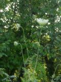 Daucus carota. Верхушки побегов с соцветиями. Республика Молдова, муниципалитет Кишинёв, г. Кодру, пустырь. 18 июля 2026 г.