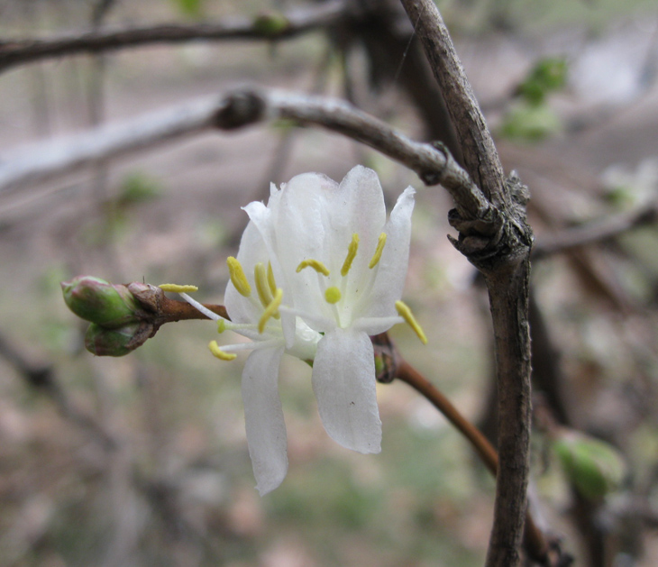 Image of Lonicera fragrantissima specimen.