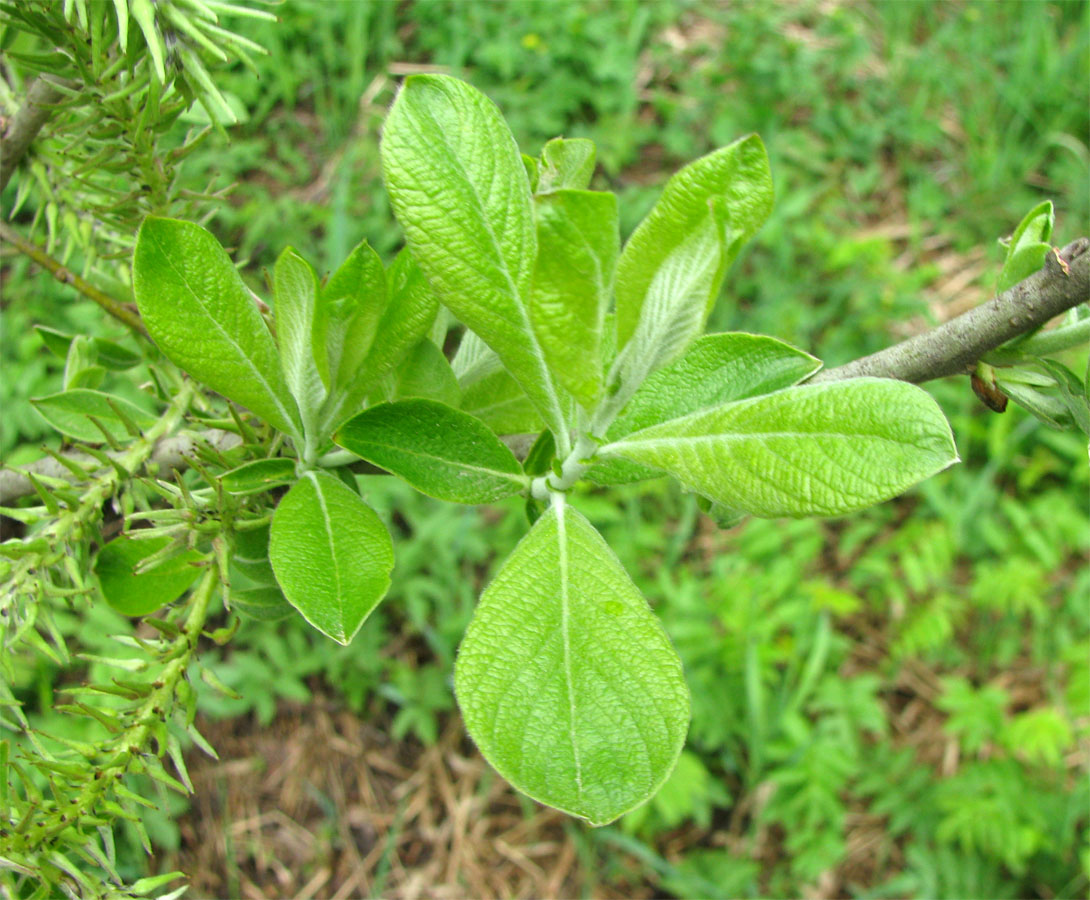 Image of Salix cinerea specimen.