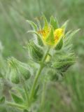 Potentilla recta ssp. pilosa