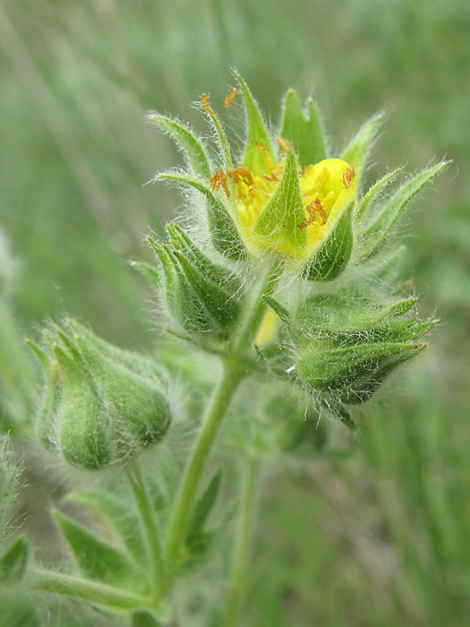 Изображение особи Potentilla recta ssp. pilosa.