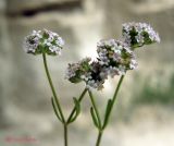 genus Valerianella. Верхушки побегов с соцветиями. Крым, окр. Севастополя, Каламита. 11 мая 2011 г.