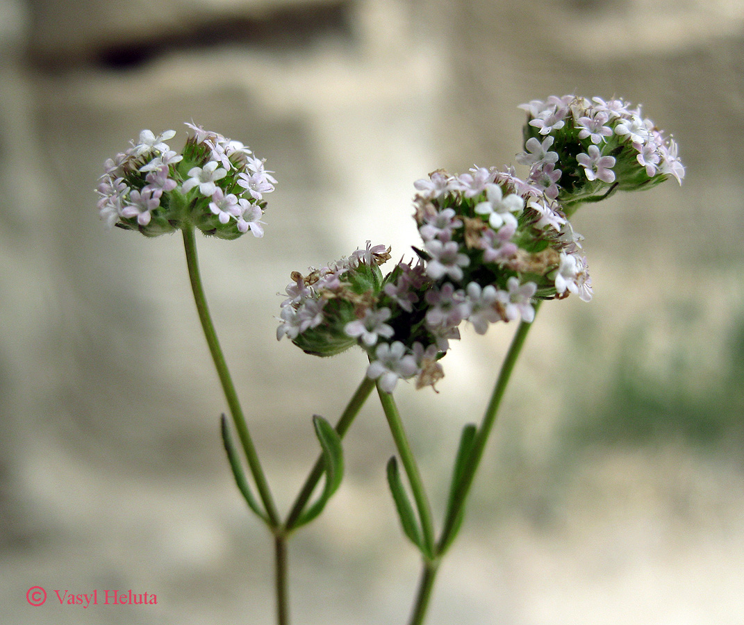 Image of genus Valerianella specimen.