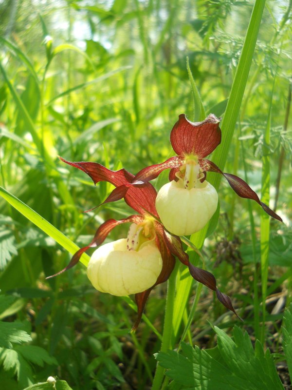 Изображение особи Cypripedium calceolus.