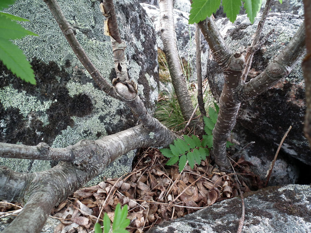 Image of Sorbus aucuparia ssp. glabrata specimen.