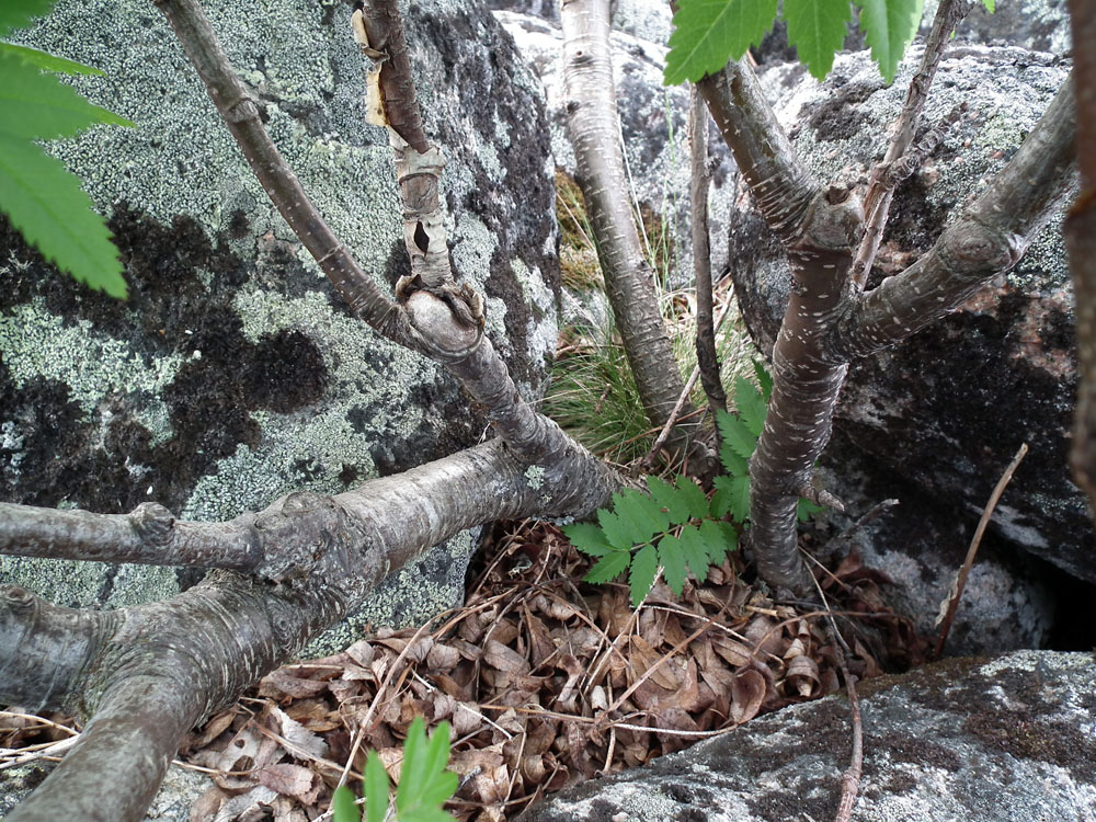 Image of Sorbus aucuparia ssp. glabrata specimen.