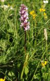 Gymnadenia conopsea. Цветущее растение. Черногория, Динарское нагорье, горный массив Дурмитор. 03.07.2011.