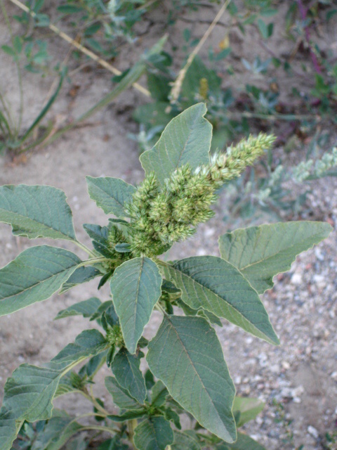 Изображение особи Amaranthus retroflexus.