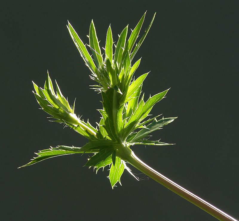 Изображение особи Eryngium planum.