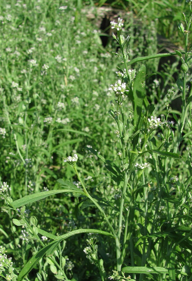 Изображение особи Lepidium sativum.