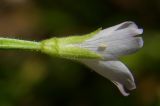 Epilobium consimile