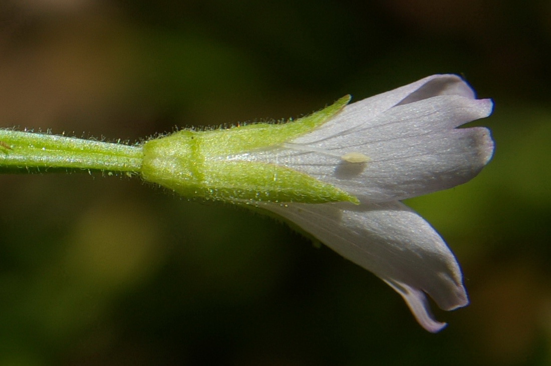 Изображение особи Epilobium consimile.