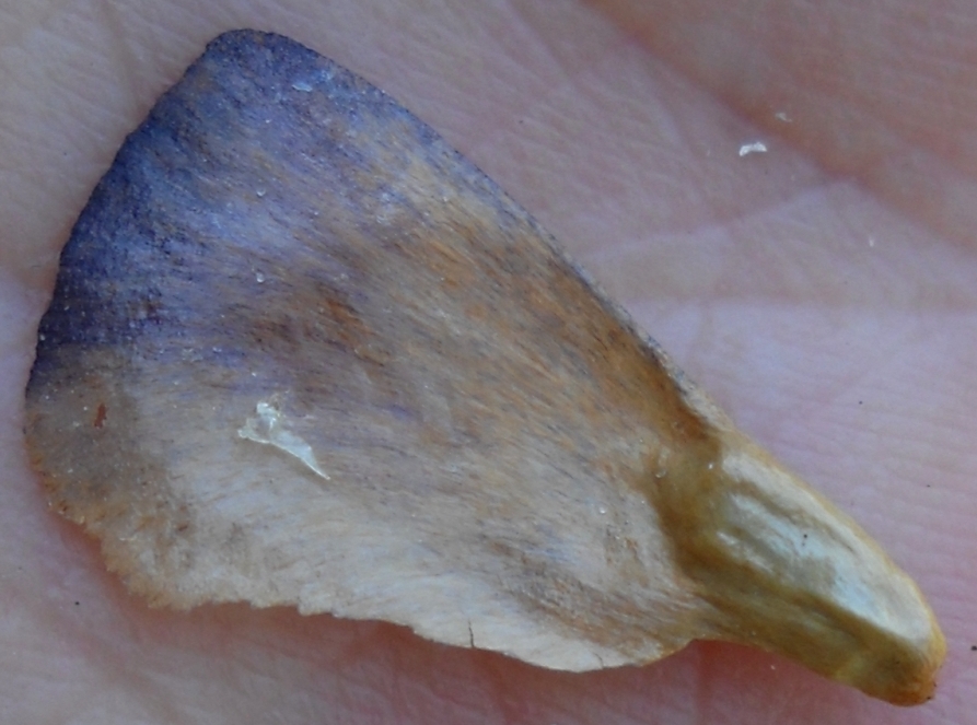 Image of Abies sibirica specimen.