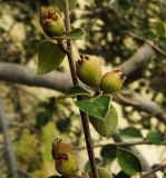 Cotoneaster nummularius. Веточка с плодами. Копетдаг, Чули. Июнь 2011 г.