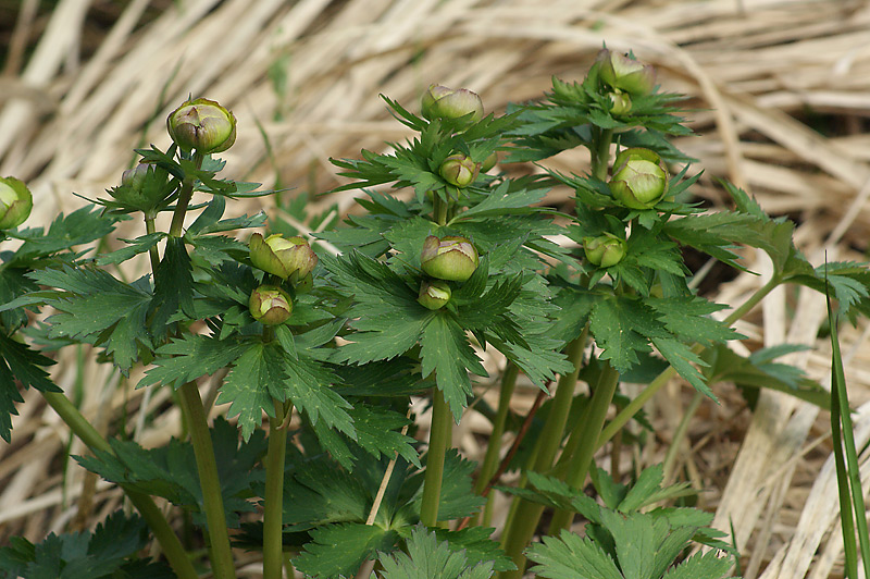 Изображение особи Trollius europaeus.