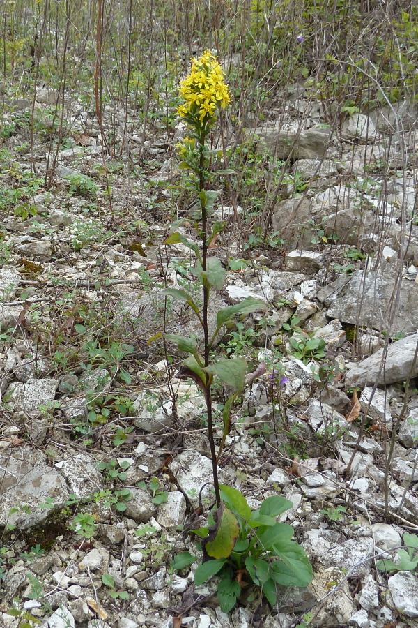 Image of Solidago virgaurea specimen.