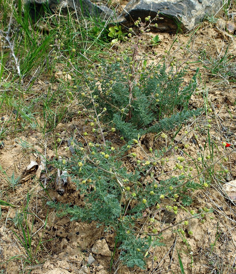 Image of Biebersteinia multifida specimen.