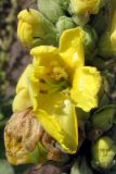 Verbascum densiflorum