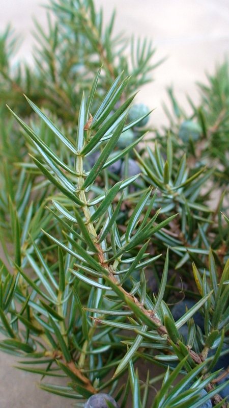 Image of Juniperus oblonga specimen.