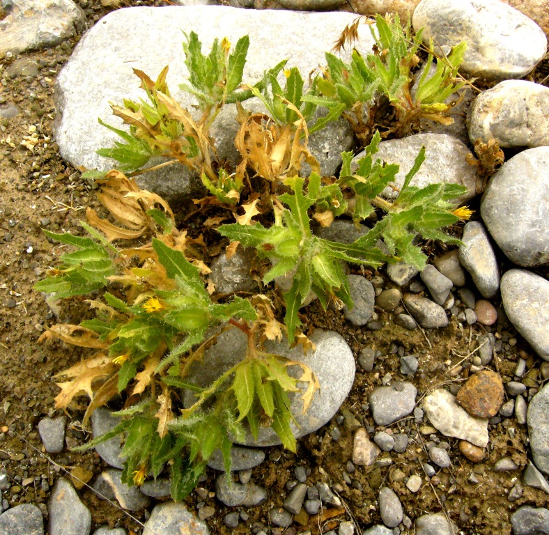 Изображение особи Centaurea benedicta.